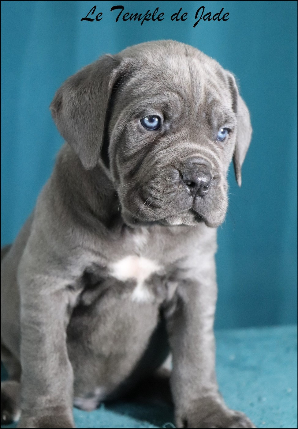 Cane Corso - du temple de jade
