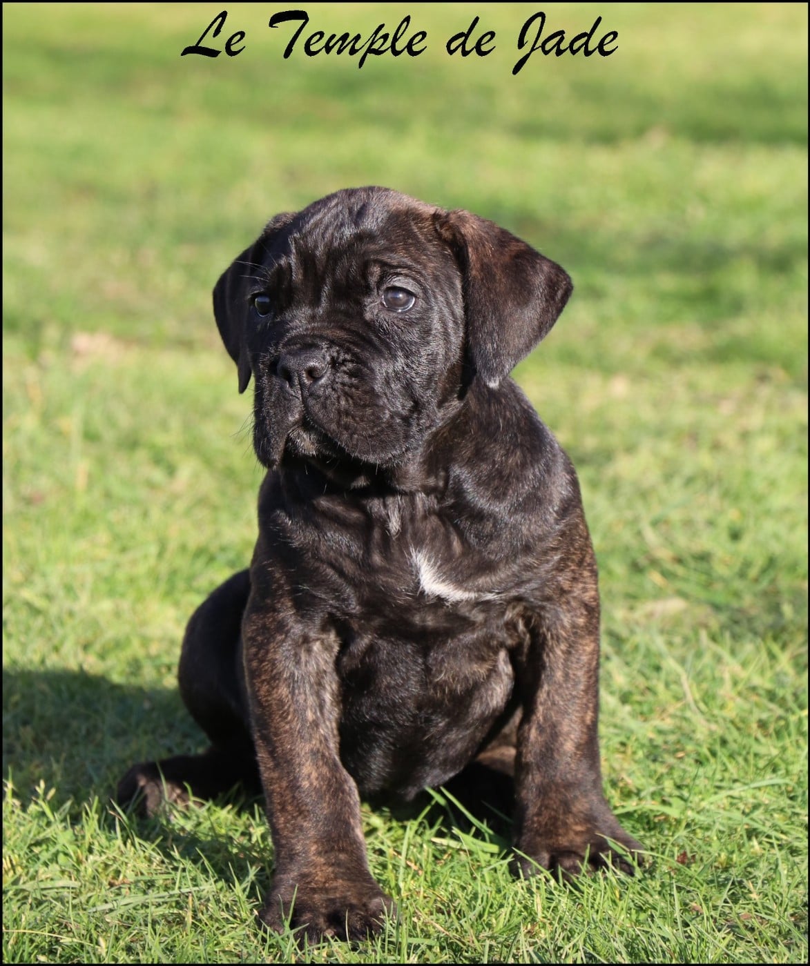 Cane Corso - du temple de jade