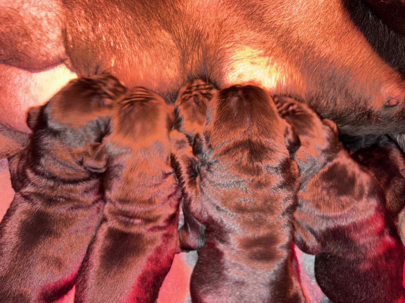 Cane Corso - du temple de jade
