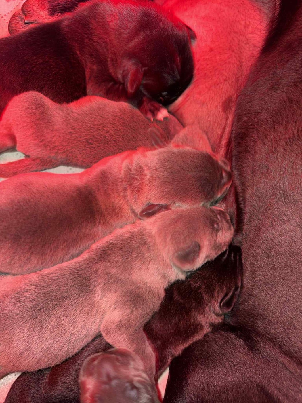 Cane Corso - du temple de jade