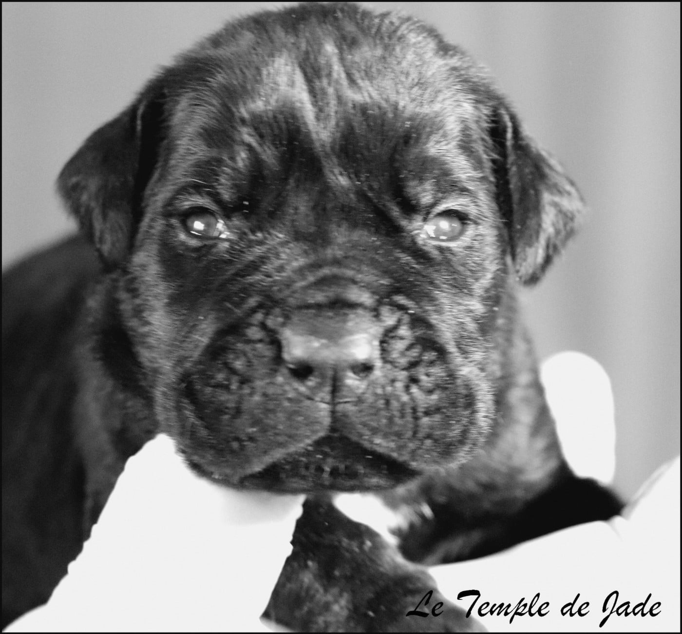 Cane Corso - du temple de jade