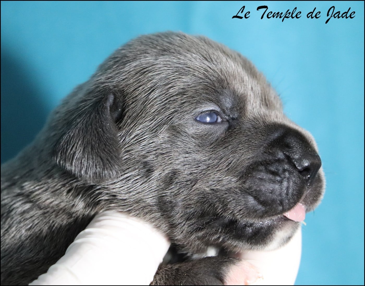 Cane Corso - du temple de jade