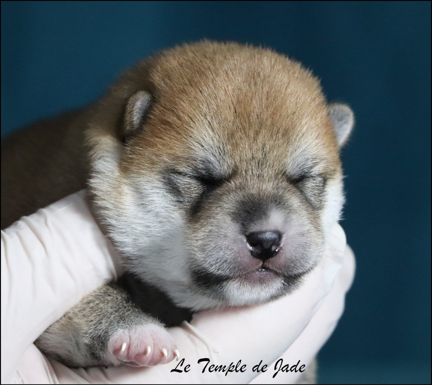 Shiba - du temple de jade
