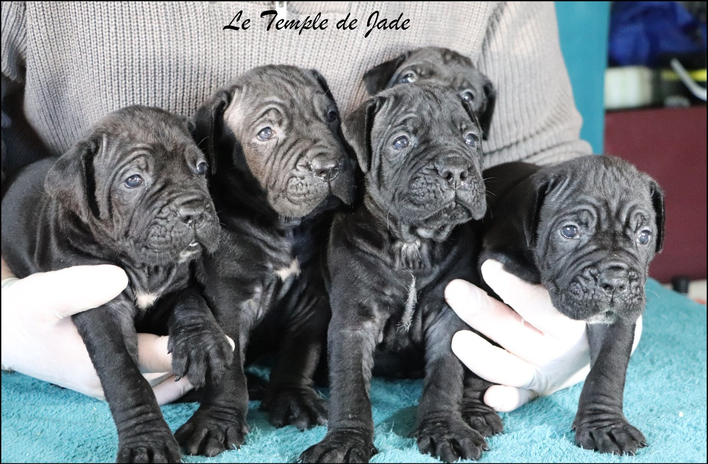Cane Corso - du temple de jade