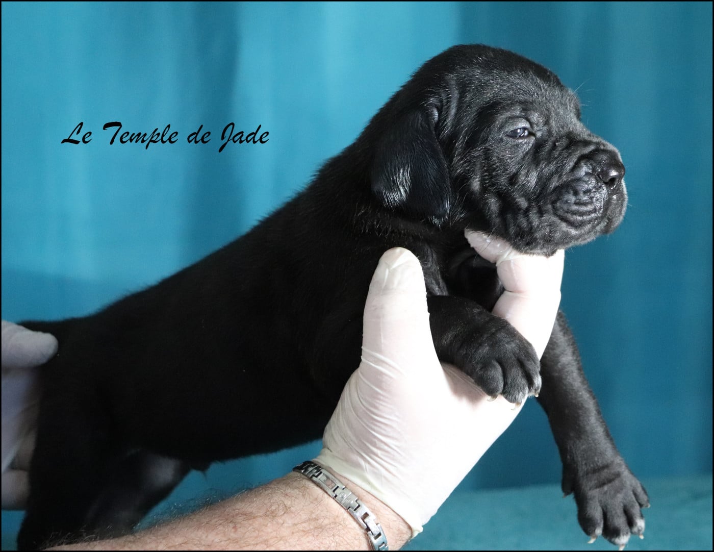 Cane Corso - du temple de jade