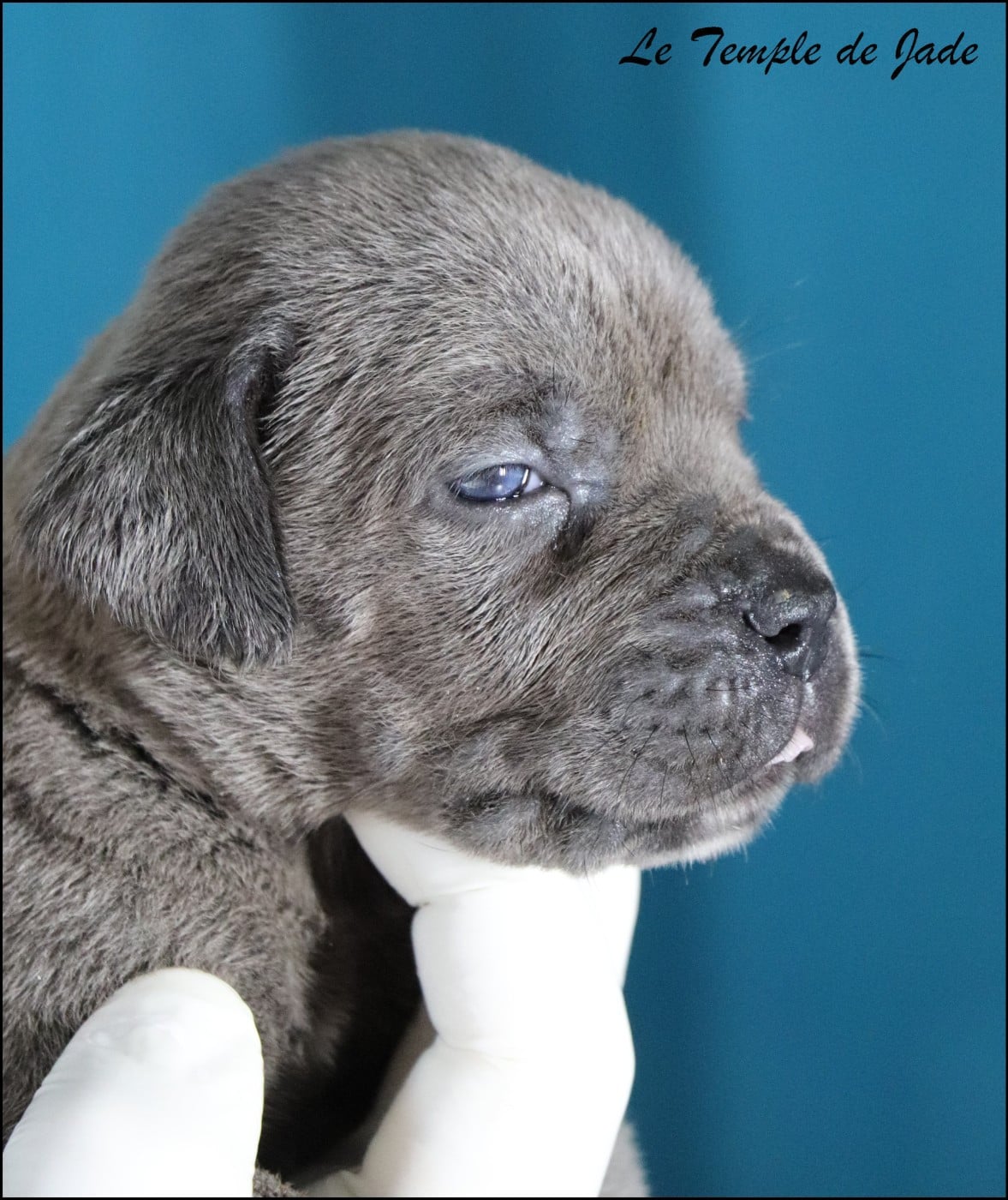 Cane Corso - du temple de jade