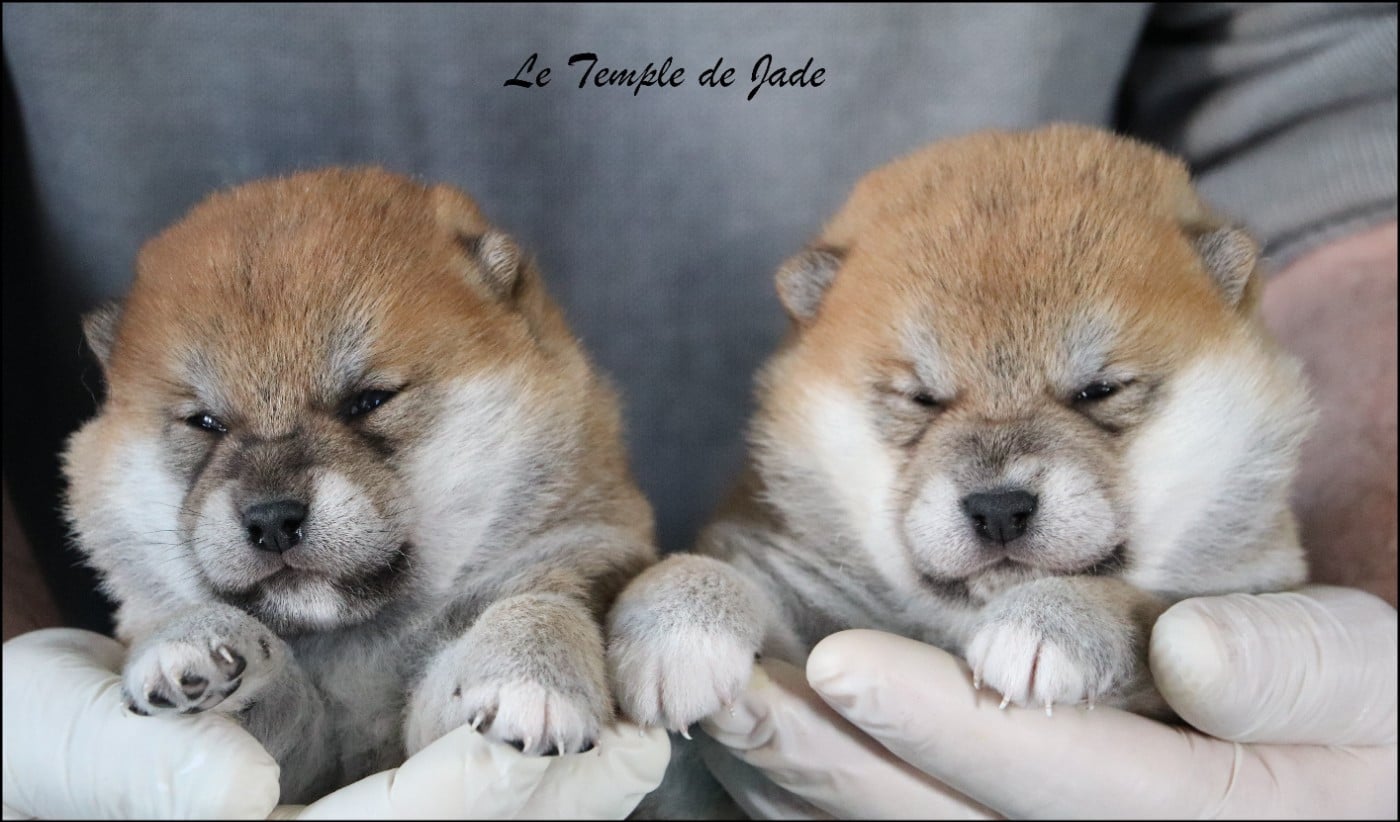 Shiba - du temple de jade