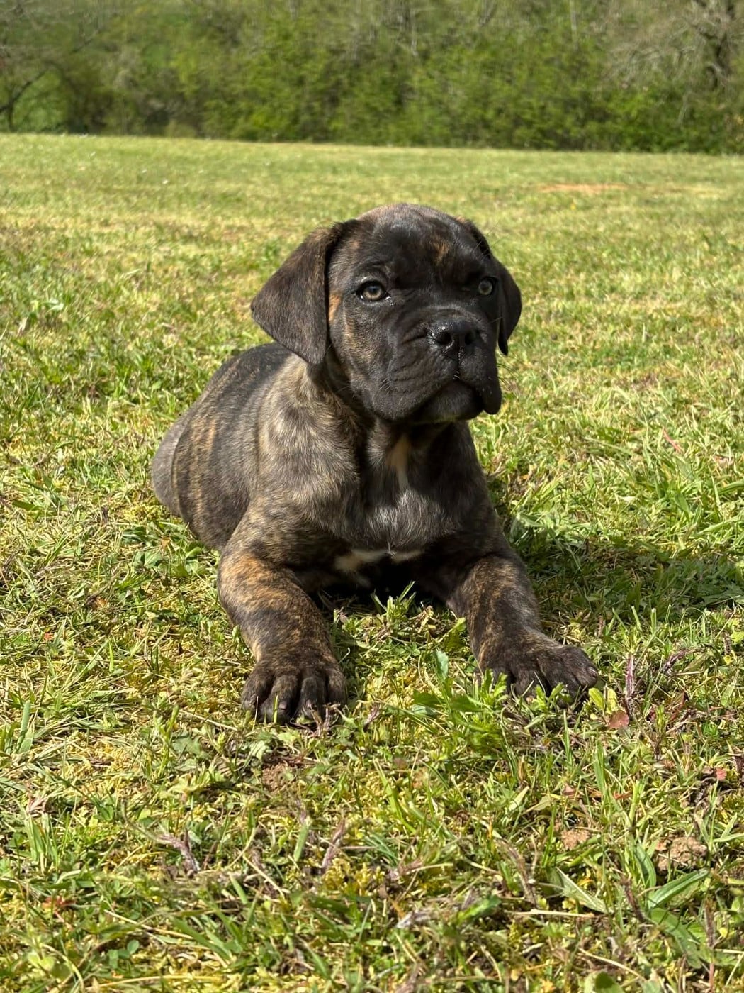 Cane Corso - du temple de jade