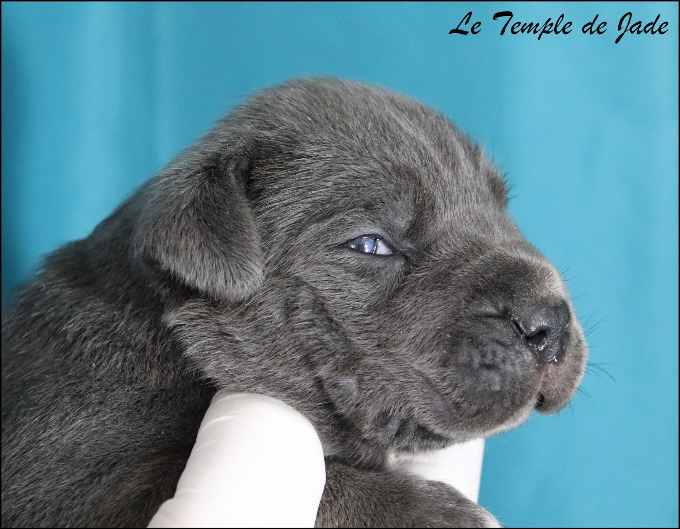 Femelle 1 - Cane Corso