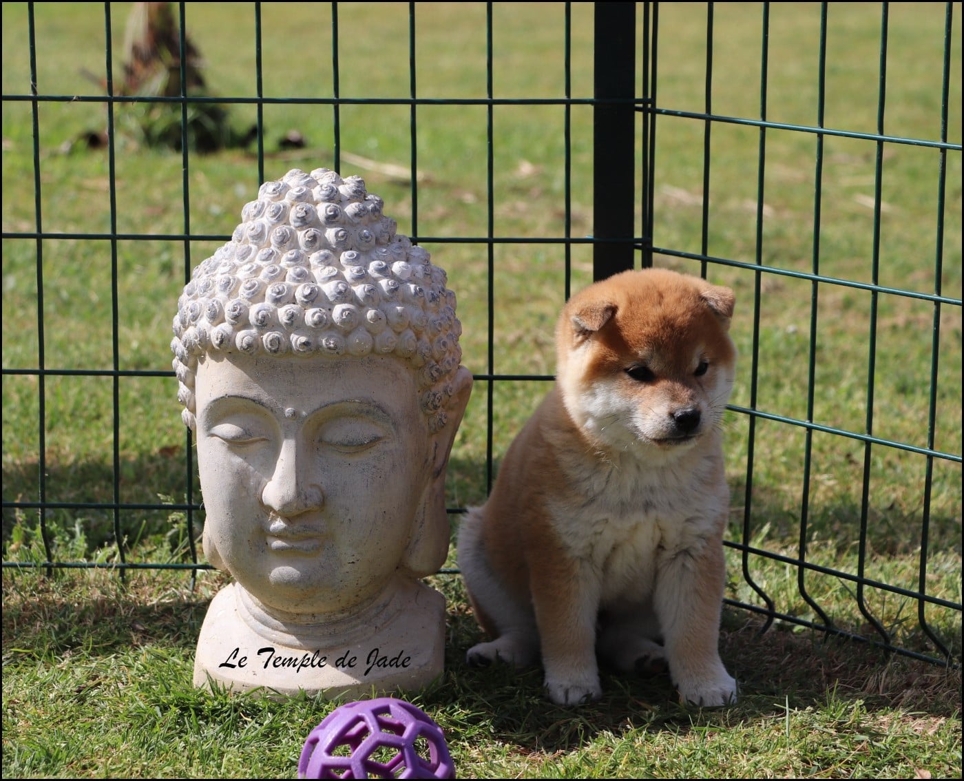 Shiba - du temple de jade