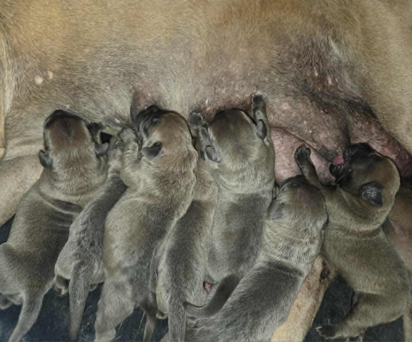 Mâle 7 - Cane Corso