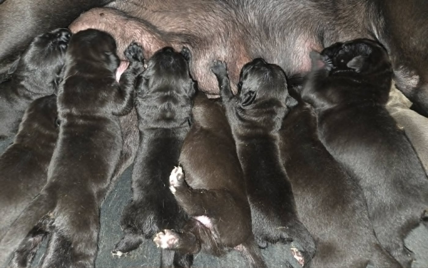 Cane Corso - du temple de jade