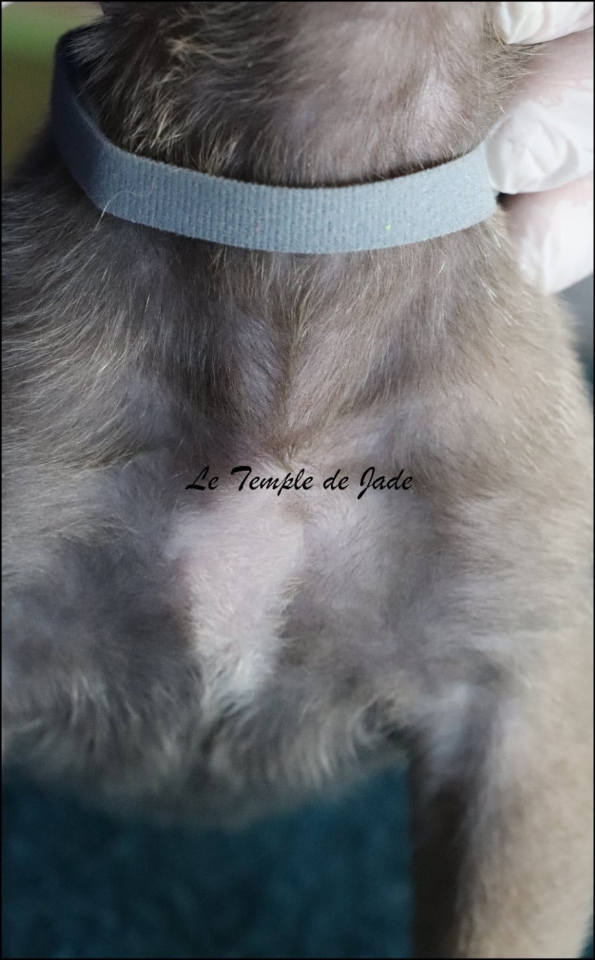 Mâle 1