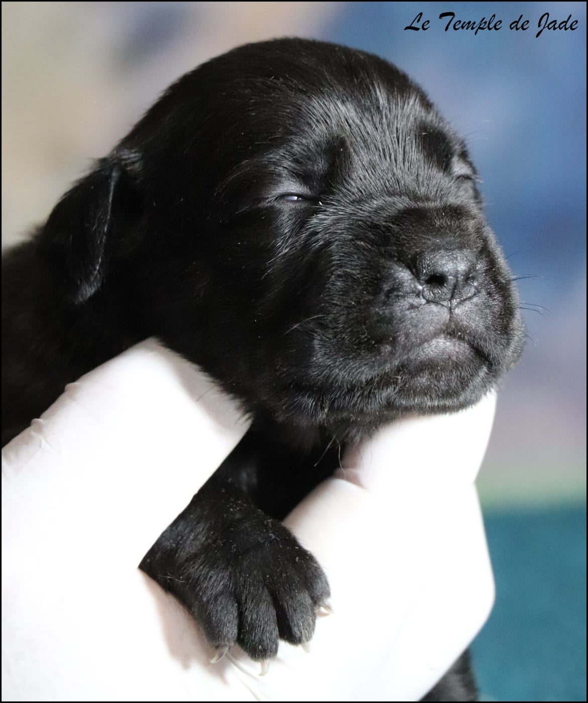 Cane Corso - du temple de jade