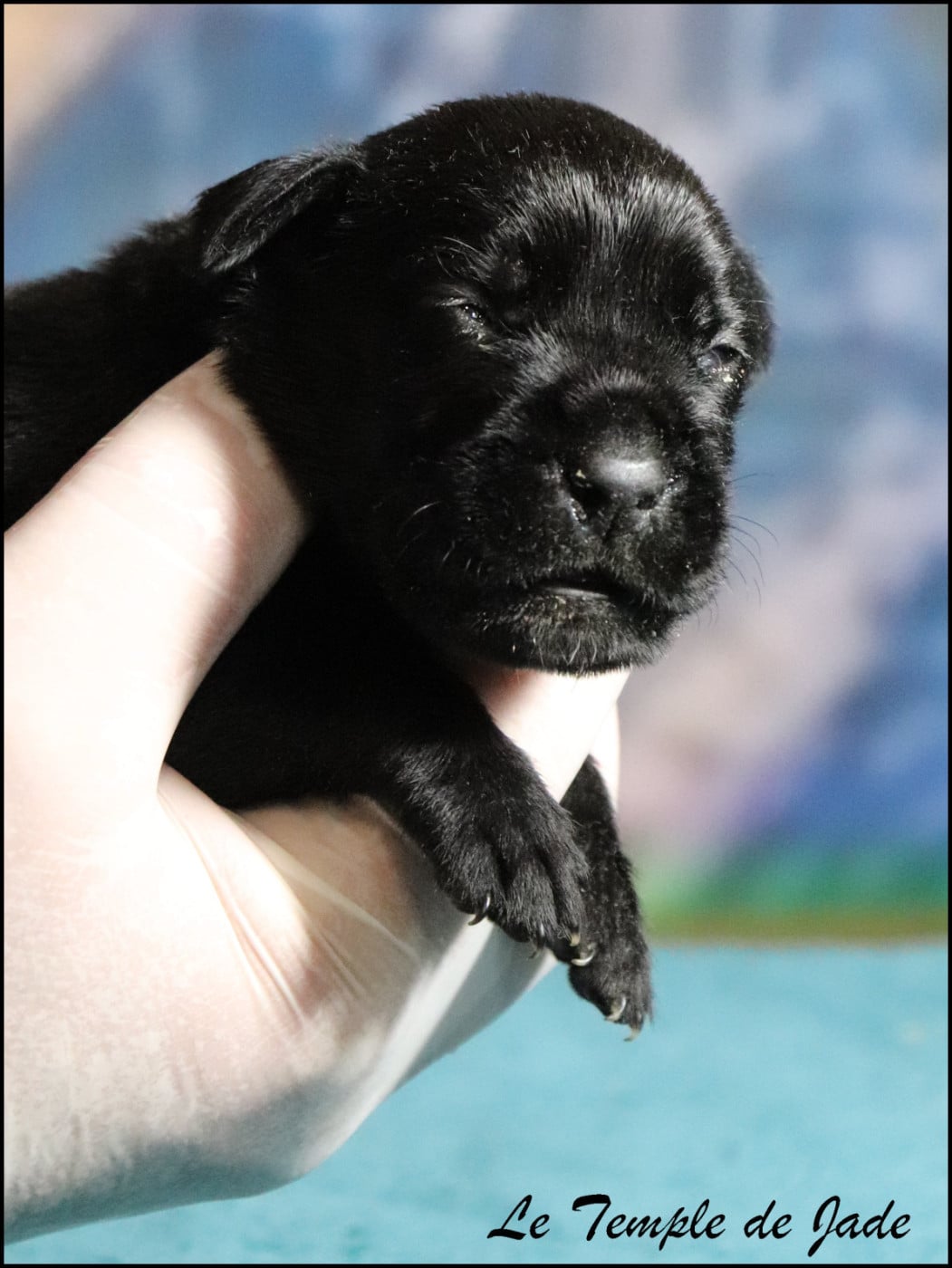 Cane Corso - du temple de jade