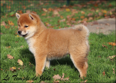 Les chiots de Shiba