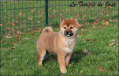Les chiots de Shiba