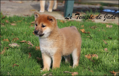 Les chiots de Shiba