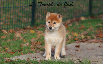 Les chiots de Shiba