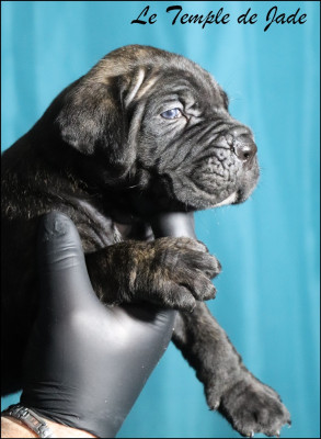 Les chiots de Cane Corso