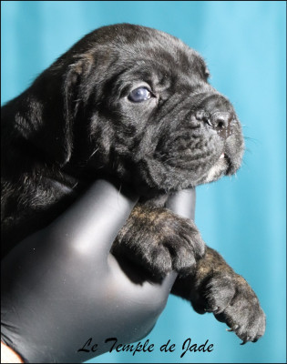 Les chiots de Cane Corso