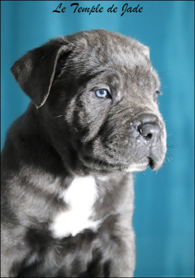 Les chiots de Cane Corso