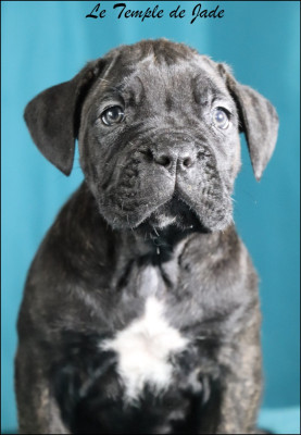 Les chiots de Cane Corso