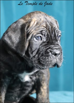 Les chiots de Cane Corso