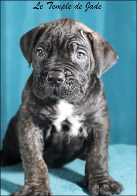 Les chiots de Cane Corso