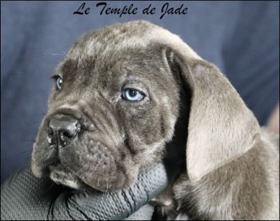 Les chiots de Cane Corso