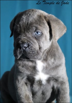 Les chiots de Cane Corso