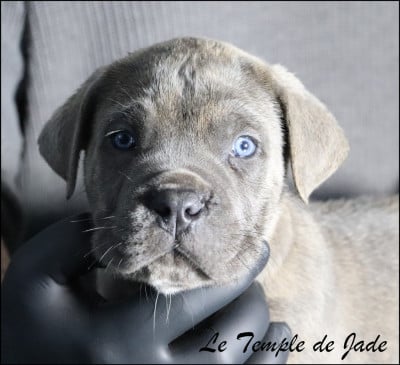 Les chiots de Cane Corso