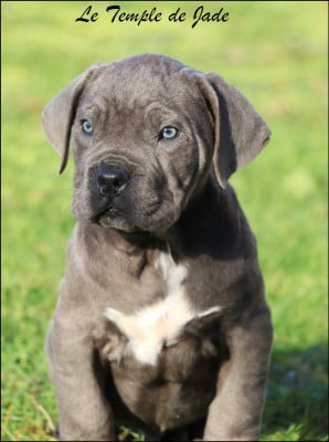 Les chiots de Cane Corso