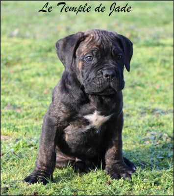 Les chiots de Cane Corso