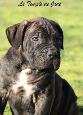 Les chiots de Cane Corso