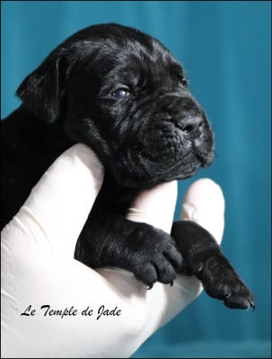 Les chiots de Cane Corso