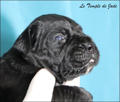 Les chiots de Cane Corso