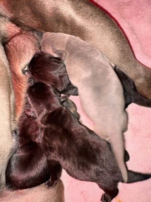 Les chiots de Cane Corso