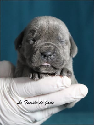 Les chiots de Cane Corso