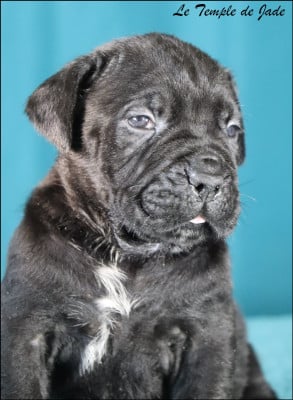 Les chiots de Cane Corso