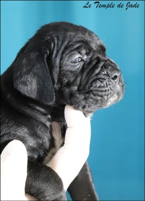 Les chiots de Cane Corso