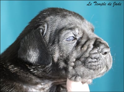 Les chiots de Cane Corso