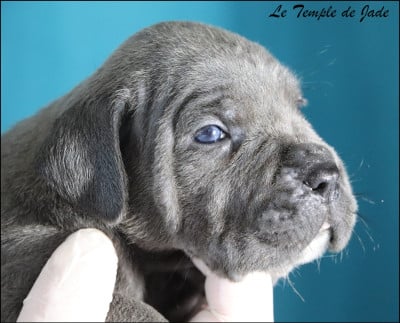 Les chiots de Cane Corso