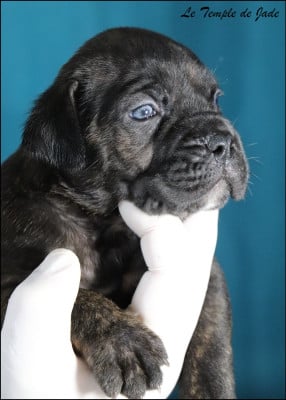 Les chiots de Cane Corso