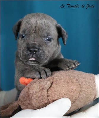 Les chiots de Cane Corso