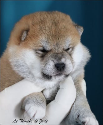 Les chiots de Shiba
