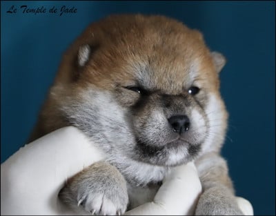 Les chiots de Shiba