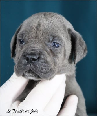 Les chiots de Cane Corso