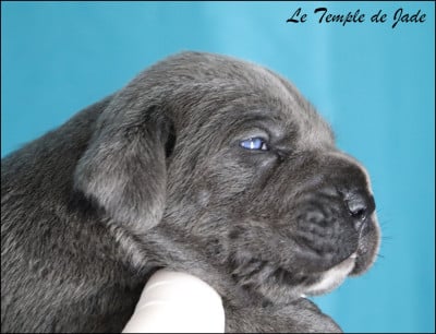 Les chiots de Cane Corso