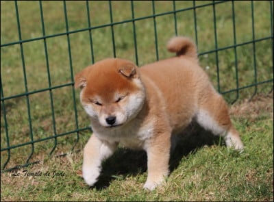 Les chiots de Shiba
